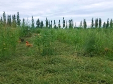 農(nóng)場(chǎng)展示